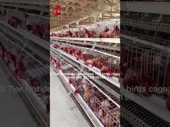 層次農業 2層の電池檻を使用します 鶏家 熱浸し ガルバネージされた砂