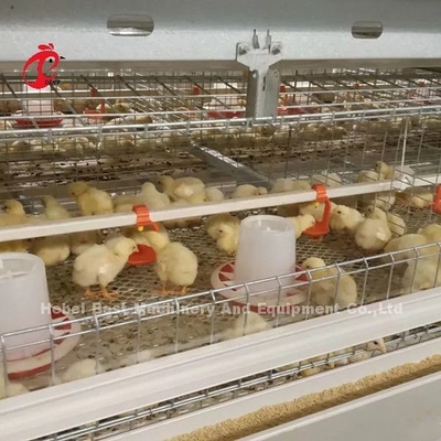 96羽の鳥タイプ-養鶏場Dorisの1 - 12週のひよこの保育箱のおり