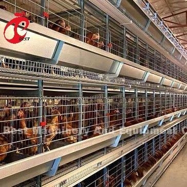 A型またはH型 自動鶏ケージ 飼料の設備 ホッパー 35000羽の鳥のための卵収集システム ドリス