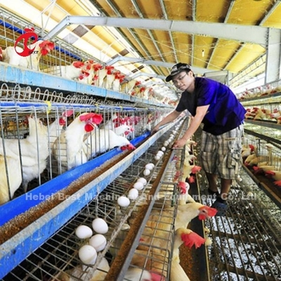 高養殖効率の家禽飼育ケージシステム 2.8mm-3.5mmケージワイヤ直径アイリス