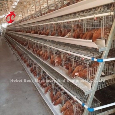 タイプA 鶏飼育電池 チキンケージシステム 英語マニュアル