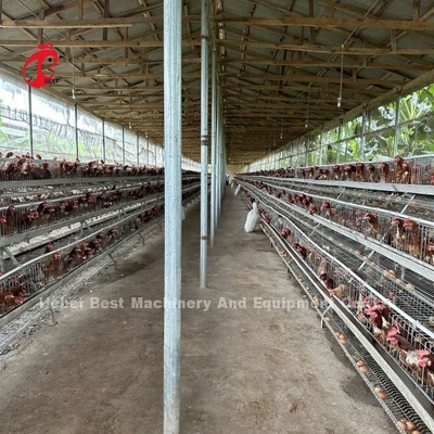 最高ブランド 信頼性の高い家禽飼育ケージ システム 鳥類管理 アイリス