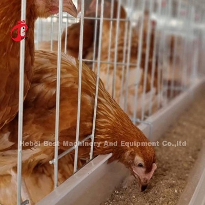 配列ケージシステム 鶏産業のための完璧なソリューション 容量2〜4鳥/細胞アデラ