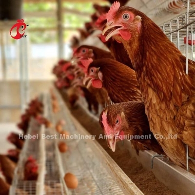 自動家禽層 鶏肉飼育ケージシステム 飲食・飼育設備 アデラ