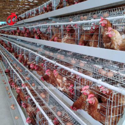 自動120羽の鳥の養鶏場の層のおり銀製のアデラ