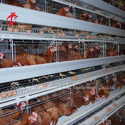 卵のおりアフリカDorisを置いているタイプ家禽電池おり120の鳥の鶏