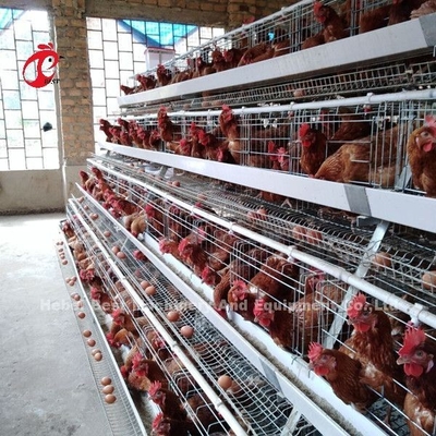 卵のおりアフリカDorisを置いているタイプ家禽電池おり120の鳥の鶏