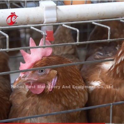 中国は上塗を施してある鶏電池おりISO9001の層の鶏のおりシステム4ドア サンディを輸入した