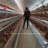 110kg 450cm2の鶏 バッテリーケージ エリア/鳥 アデラ