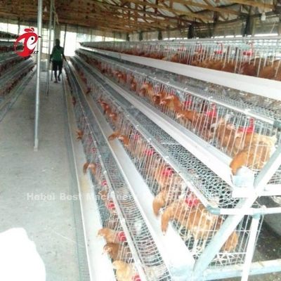 自動家禽飼育ケージシステム 電気 / ホットディップ バルネス 表面 ローズ