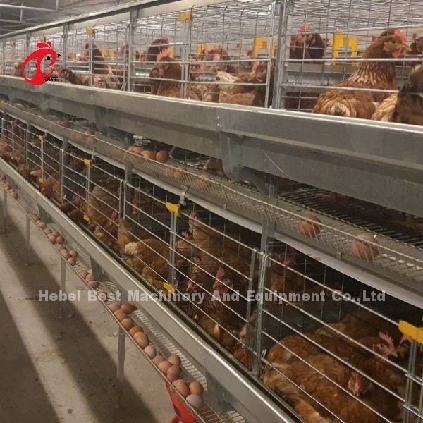 養鶏場ローズのための自動層の卵のコレクションAのタイプ鶏のおり
