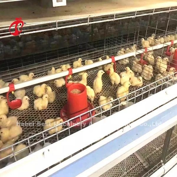 96羽の鳥タイプ-養鶏場Dorisの1 - 12週のひよこの保育箱のおり