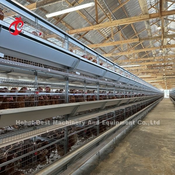 Q235養鶏場の注文サイズのアイリスのための鋼鉄鶏バッテリーケージ