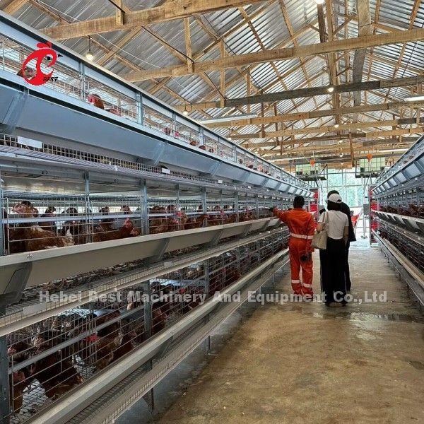 輸入されたガルバン化ケージシステム 養鶏のための層H型ドリス