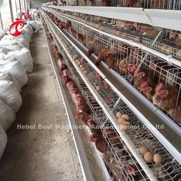 自動飼料システム 鶏 鶏 バッテリー 層 檻 A型 Ada
