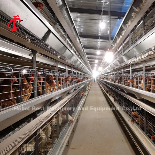 自動層バッテリーケージシステムHフレーム 30000羽の鳥 鶏場 エミリー・ワン