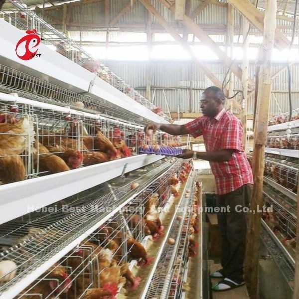 500-1000羽の鳥のアイリスのための層3または4層のバッテリーケージシステム
