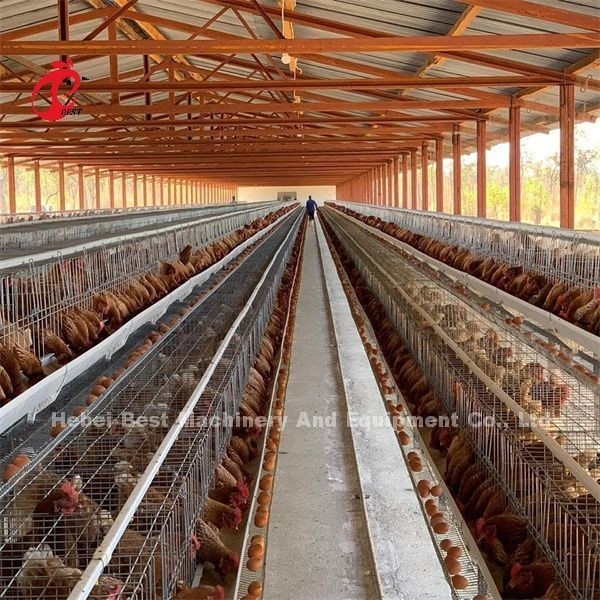 アフリカの卵置く鳥エミリーのための熱い販売の家禽耕作のおりシステム32ドア