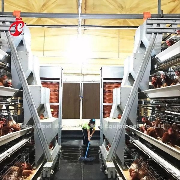 大きい農場アデラのためにフル オートマチック タイプ層の鶏電池おり