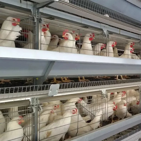 鶏場設備 H型電池 鶏籠システム ブロイラー ミア